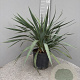 Yucca gloriosa 40-50 cm 10L