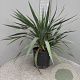 Yucca gloriosa 40-50 cm 10L