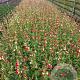 Salvia micr. 'Hot Lips' GM 2,0L