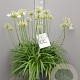 Agapanthus Eydori White GM 25L