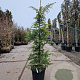 Cedrus deod. 'Aurea' 125-150 cm container meerstammig