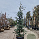 Cedrus deod. 'Robusta Glauca' 175-200 cm 35L