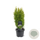 Chamaecyparis l. 'Ellw. Gold' 30-40 cm 3,0L