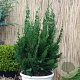 Chamaecyparis l. 'Little Spire' 30-40 cm 3,0L