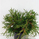 Chamaecyparis o. 'Pygmaea' 25-30 cm 3,5L