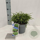 Chamaecyparis p. 'Filifera Nana' 20-25 cm 3,0L