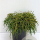Chamaecyparis p. 'Filifera Nana' 25-30 cm 3,5L