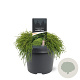 Chamaecyparis p. 'Filifera Nana' 25-30 cm 3,5L
