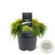 Chamaecyparis p. 'Sungold' 20-25 cm 3,0L