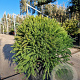 Cryptomeria j. 'Globosa Nana' 40-50 cm 15L