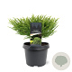 Cryptomeria j. 'Little Champion' 25-30 cm 3,5L