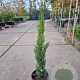 Cupressus semp. 'Totem' 40-60 cm 3,0L