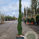 Cupressus semp. 'Totem' 125-150 cm 12L