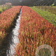 Imperata cylindrica 'Red Baron' GM P9