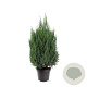 Juniperus chin. 'Stricta' 60-80 cm 7,5L