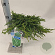 Juniperus comm. 'Green Carpet' 20-25 cm 3,0L