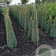 Juniperus comm. 'Sentinel' 100-125 cm met kluit