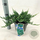 Juniperus h. 'Blue Chip' 20-25 cm 3,0L