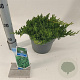 Juniperus procumbens 'Nana' 20-25 cm 3,0L