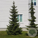 Picea omorika 40-50 cm 3,0L