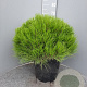 Pinus 'Marie Bregeon' 50 cm container bol