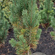 Pinus sylv. 'Fastigiata' 80-100 cm met kluit