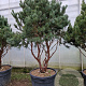 Pinus sylv. 'Watereri' 175-200 cm cont. 175L piramide