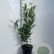 Prunus l. 'Caucasica' 60-80 cm 3,0L