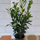 Prunus l. 'Caucasica' 90-100 cm 5,0L