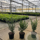 Taxus baccata 40-50 cm 3,0L
