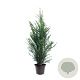 Taxus baccata 80-100 cm 7,5L