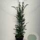 Taxus baccata 80-100 cm 7,5L
