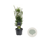 Taxus media 'Hicksii' 40-50 cm 3,0L