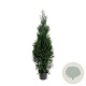 Thuja occidentalis 'King of Brabant' 125-150 cm 7,5L Gestokt