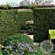 Thuja occ. 'Brabant' 150-175 cm 10L