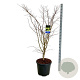 Acer Arctic Jade 150-175 cm cont. 55L extra