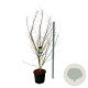 Acer Arctic Jade 200-225 cm cont. 55L extra