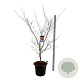 Acer North Wind 170-200 cm cont. 55L extra