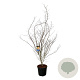 Acer North Wind 200-225 cm cont. 55L extra