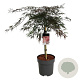 Acer pal. 'Garnet' 60 cm stam 15L