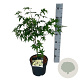 Acer pal. 'Osakazuki' 40-50 cm P21