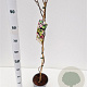 Actinidia kolomikta 70-80 cm 2,5L