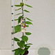 Actinidia kolomikta 70-80 cm 2,5L
