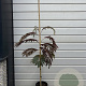 Albizia julibrissin 100-125 cm 3,0L