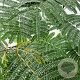 Albizia julibrissin 175-200 cm 7,5L