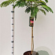 Albizia julibr. Tropical Dream 100-125 cm 10L