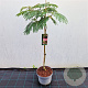 Albizia julibr. Tropical Dream 100-125 cm 10L