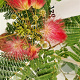 Albizia julibr. Tropical Dream 100-125 cm 10L