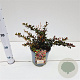 Berberis media 'Red Jewel' 25-30 cm 2,5L