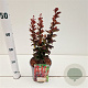 Berberis thunb. 'Red Rocket' 30-40 cm 2,5L